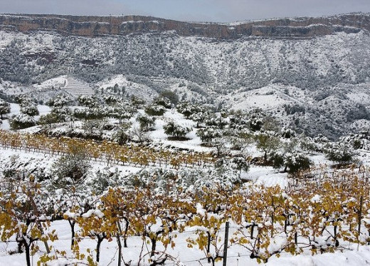 Celler Laurona, producteur de vins du Montsant